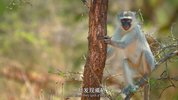 动物的秘密生活 The Secret Lives of Animals