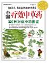 《中国疗效中草药320种对症中药图鉴 》实用自然图鉴[pdf]